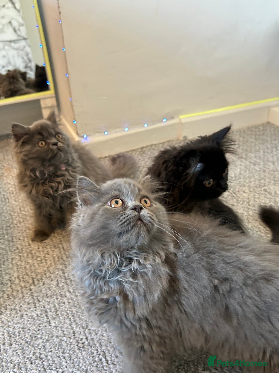 Persian cats for sale: Persian kittnes for sale London  - Advert 4