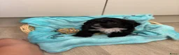 Mixed Breed dogs for sale: 5 beautiful cockerpoo  puppies. - Advert 5