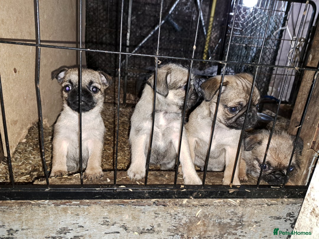 Mixed Breed dogs for sale: Perfect litter of pug cross shih-tzu  - Advert 18