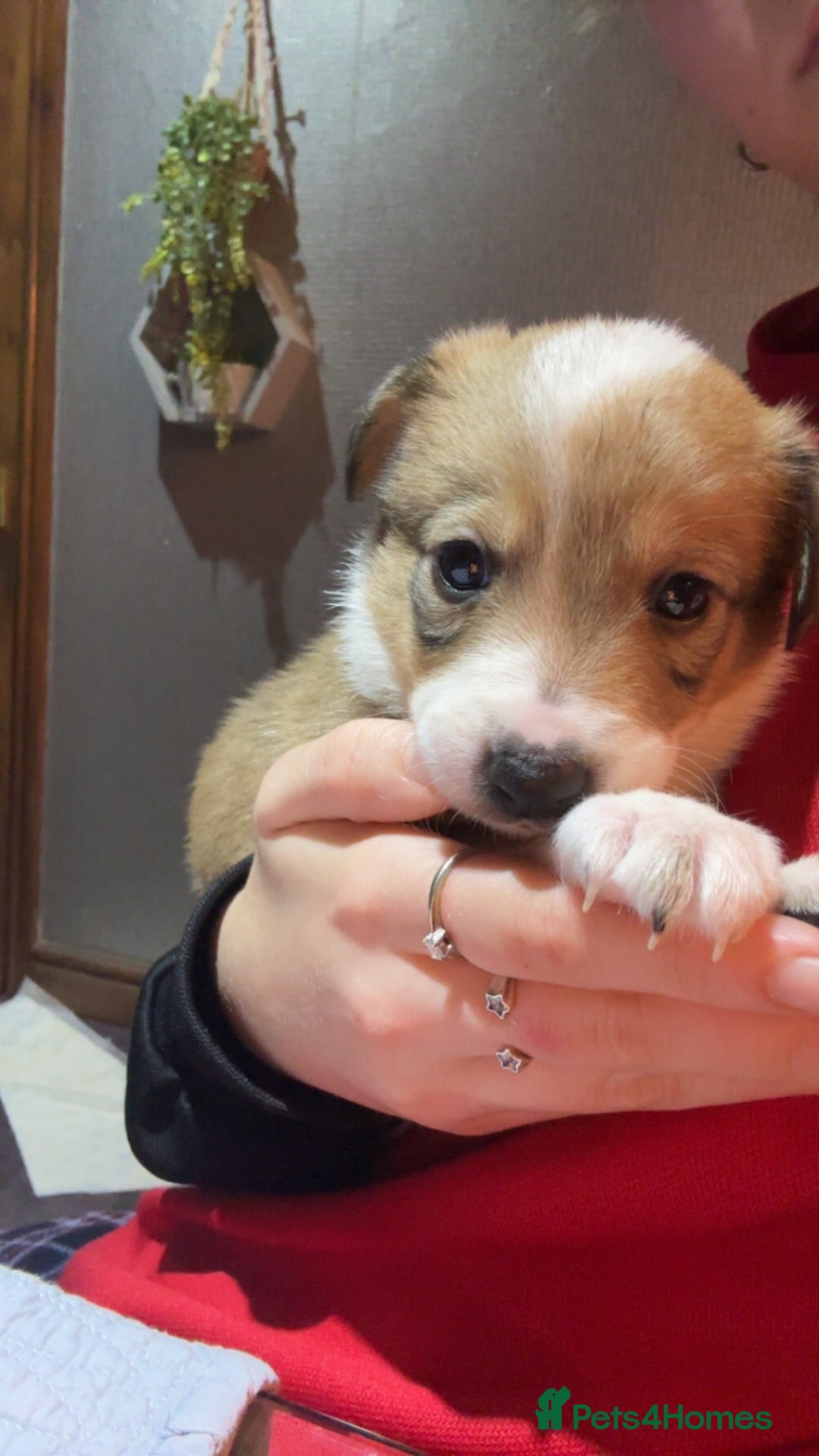 Mixed Breed dogs for sale: Border collie X Welsh collie pups - Advert 7