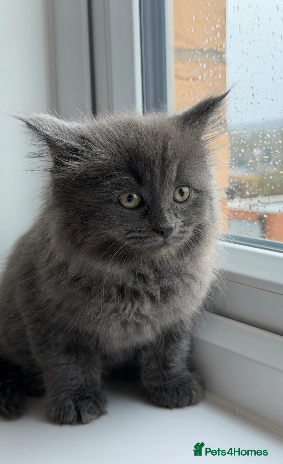 British Shorthair cats for sale: British Short Hair X Scottish Fold in Feltham - Advert 2