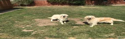 Golden Retriever dogs for sale: 11 month old kc female puppy  - Advert 2