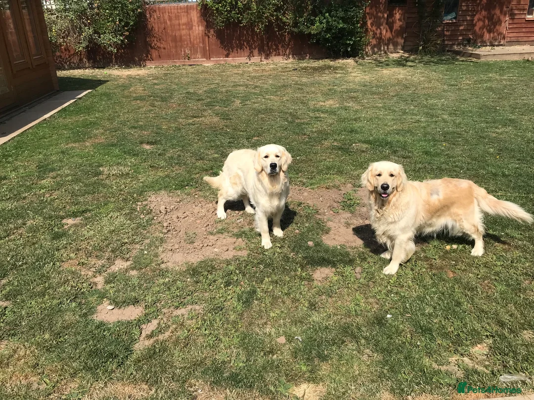 Golden Retriever dogs for sale: 11 month old kc female puppy  - Advert 2