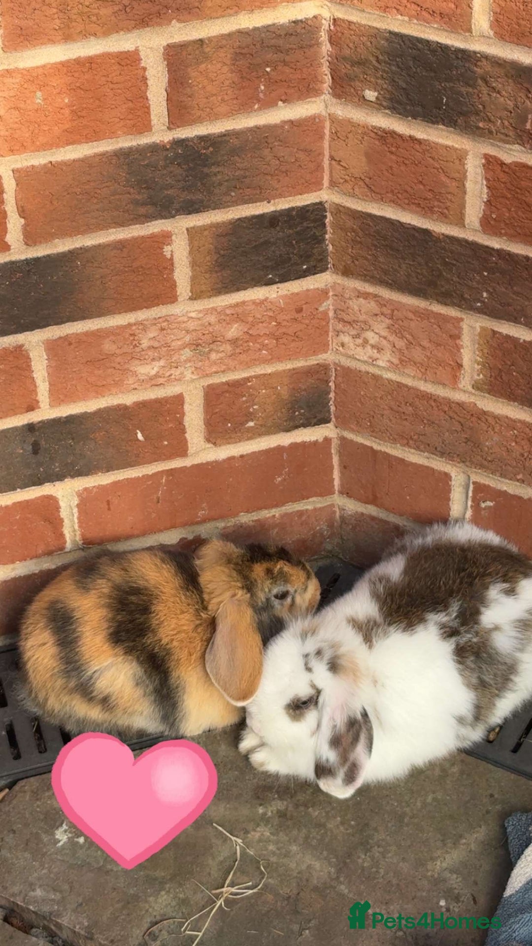 Mini Lop rabbits for sale: Mini lop for sale  - Image 5
