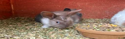 Mini Lop rabbits for sale: Baby mini lops / lion lops in Nottingham - Advert 32