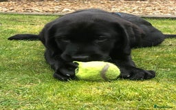 Labrador Retriever dogs for sale: Black Labrador puppies - Image 13
