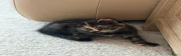 Mixed Breed cats for sale: 2 remaining kittens- £120 each or £220 for both  - Advert 5