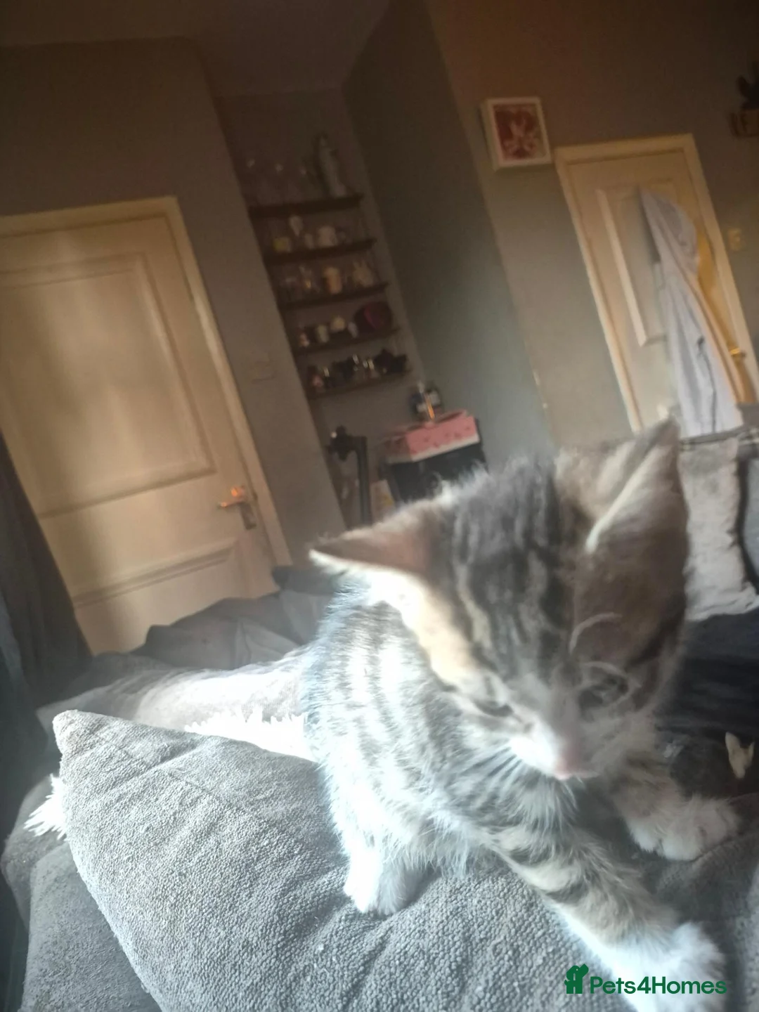 Mixed Breed cats for sale: 2 bengal x tabby beautiful girls - Advert 7