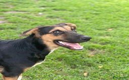 Mixed Breed dogs for adoption: 💙🐶 BRUNO 🐶💙 - Image 9
