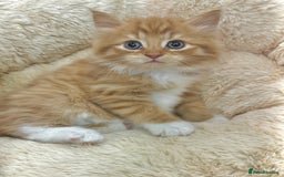 Mixed Breed cats for sale: LOVELY KITTENS  - Advert 8