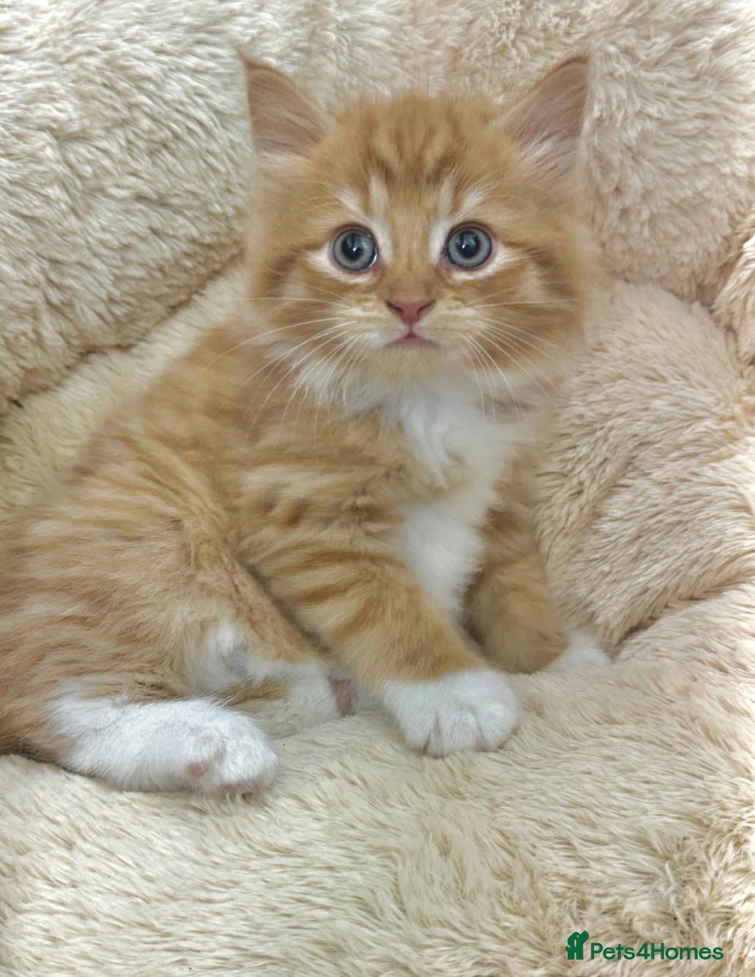 Mixed Breed cats for sale: LOVELY KITTENS  - Advert 8