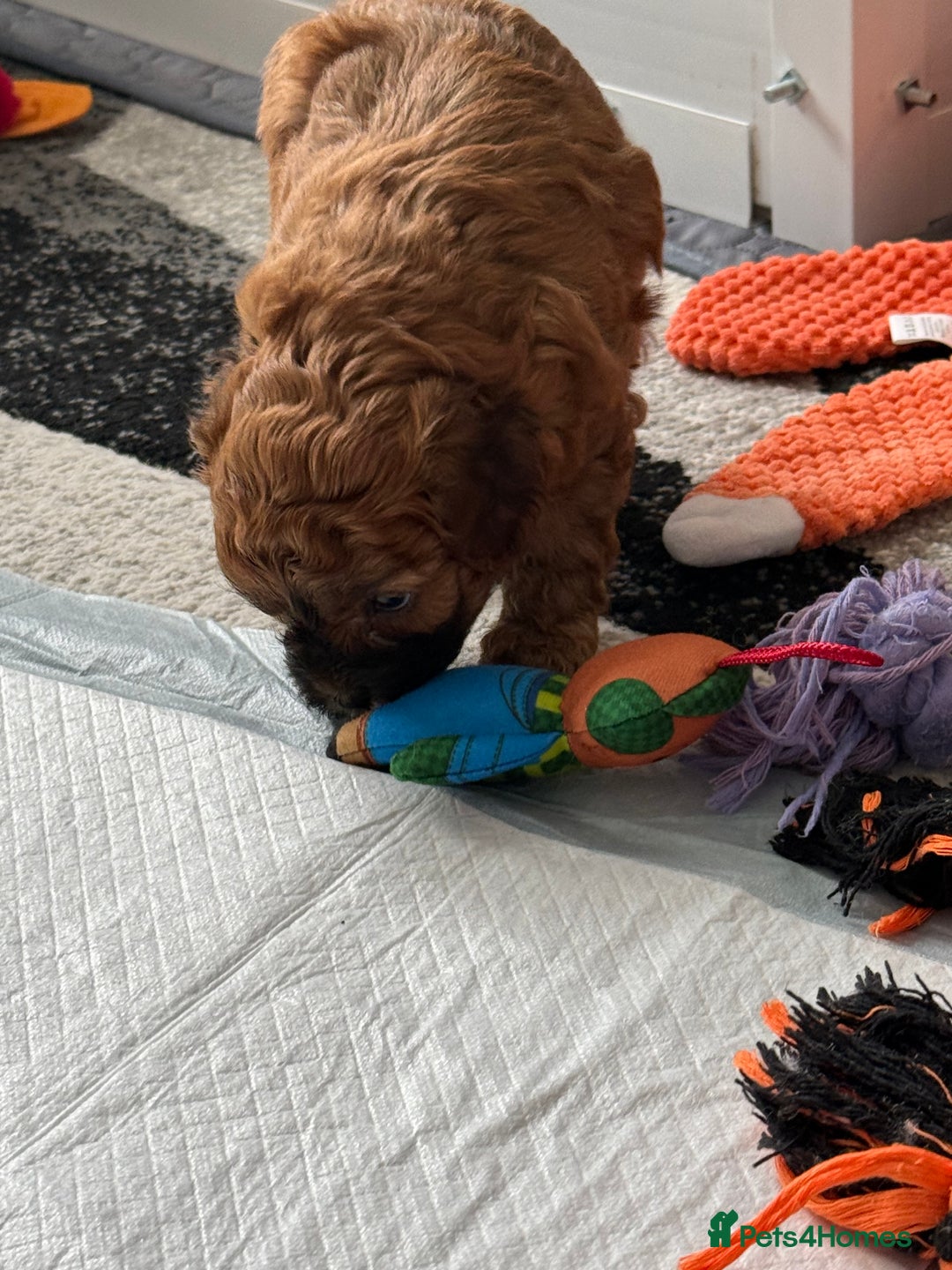 Maltipoo dogs for sale: Outstanding Malshipoo puppies - Image 9