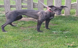 Whippet dogs for sale: Whippet bitch 8 months old  - Image 4