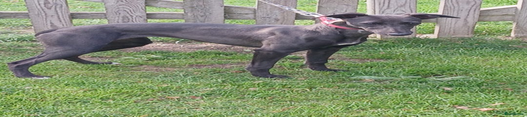 Whippet Puppy 1