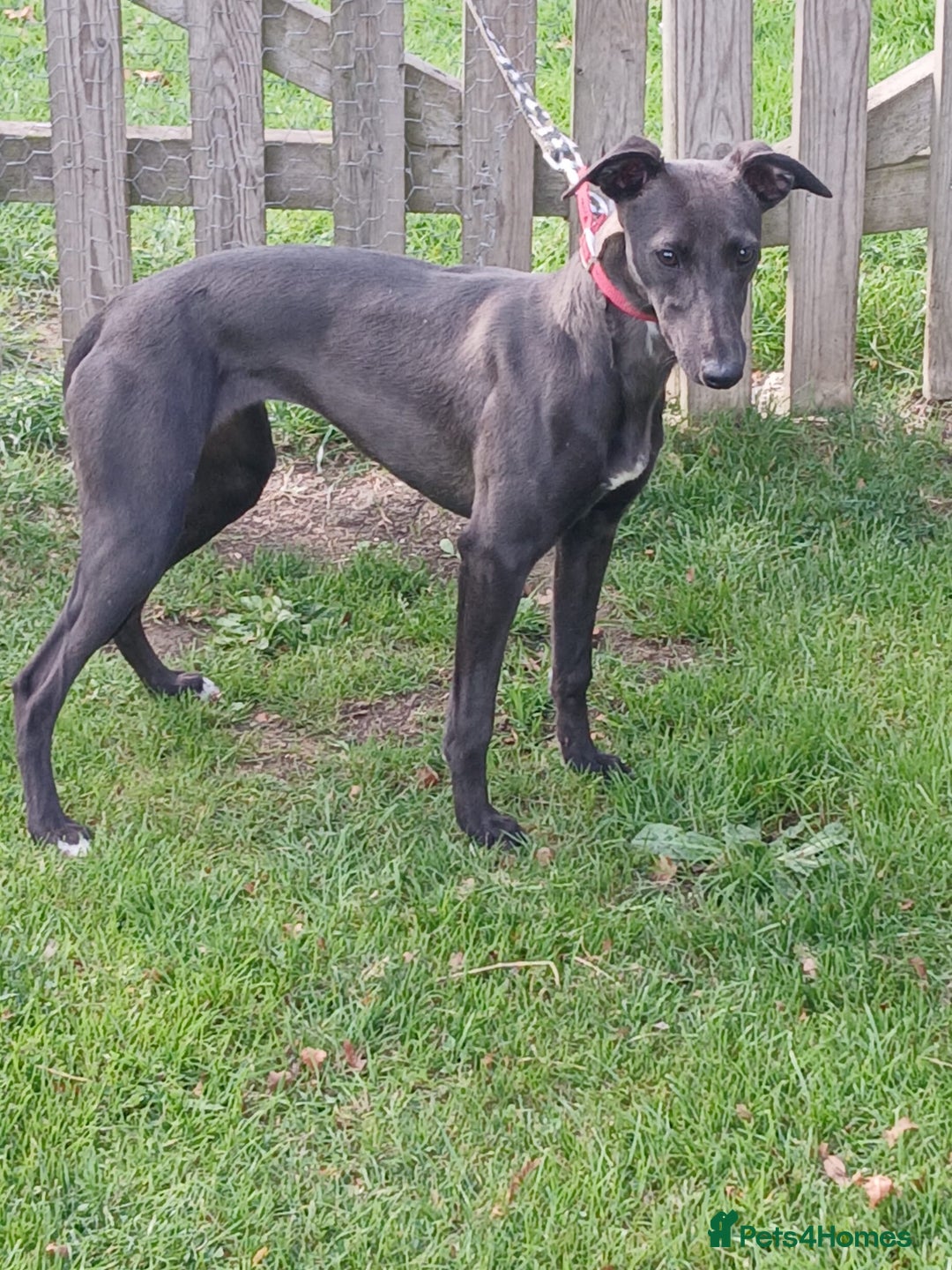 Whippet dogs for sale: Whippet bitch 8 months old  - Image 4