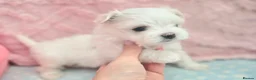 Maltese dogs for sale: 🐶Exceptional Maltese Puppies–ONLY 2 BOYS LEFT  - Advert 18