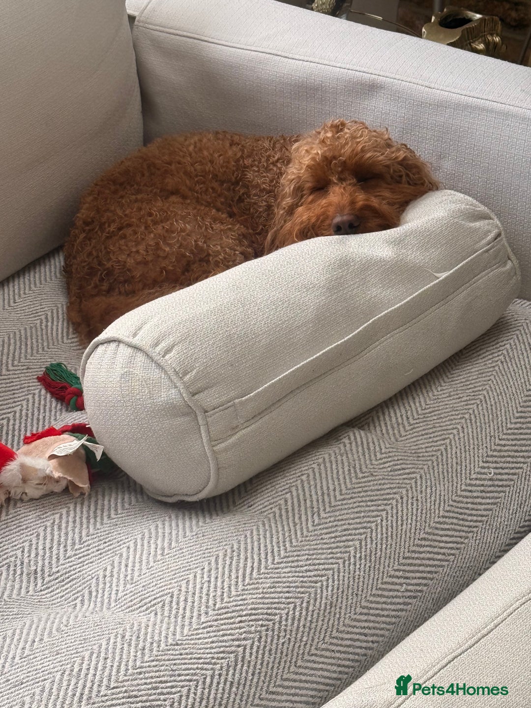 Labradoodle dogs for sale: Adorable Petite Labradoodle puppies incoming! - Advert 8