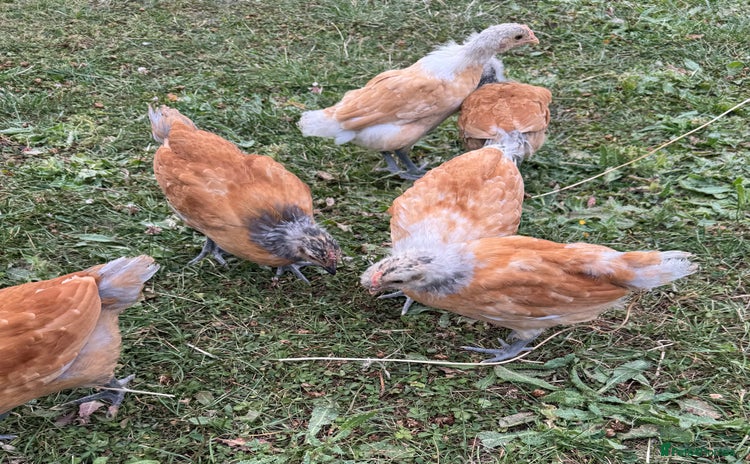 Chickens poultry - Advert 10