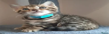 Bengal Kitten 2 Light blue boy