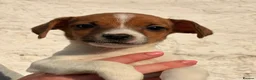 Jack Russell dogs for sale: Beautiful Jack Russell puppies - Advert 3