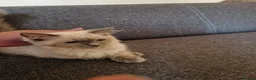 Ragdoll cats for sale: Ragdoll boy - Advert 3