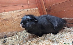 Guinea Pig rodents for sale: Give away two female Guinea pigs  - Image 2