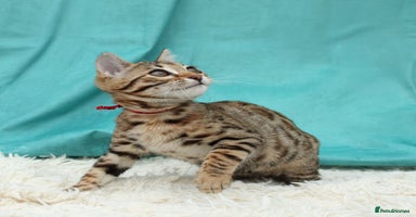 Bengal cats - Advert 14