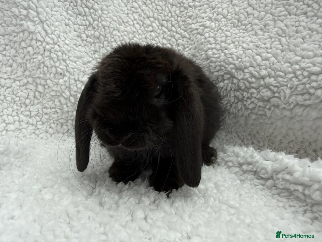 Mini Lop rabbits for sale: Last 2 plush lops available to reserve - Advert 2