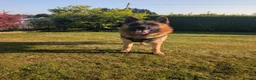 German Shepherd dogs for sale: German Shepherd puppies  - Advert 6