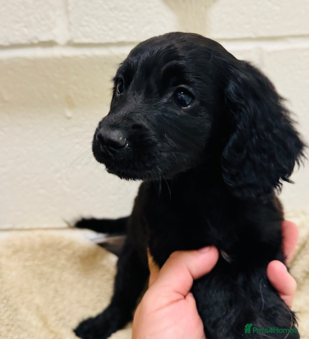 Cocker Spaniel dogs for sale: Beautiful cocker spaniels puppies for sale - Image 8