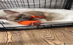 French Bulldog dogs for sale: KC reg French bulldog boy for rehoming  - Image 1
