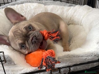 French Bulldog dogs - Advert 11