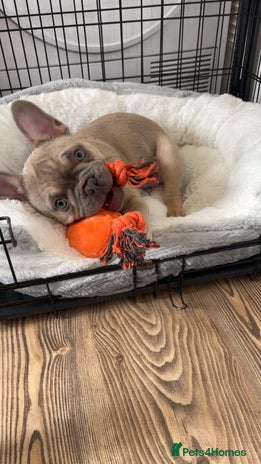 French Bulldog dogs - Advert 7
