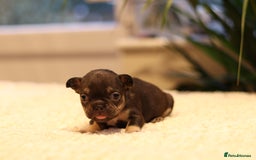 French Bulldog dogs for sale: Beautiful healthy full breed Frenchbulldog puppies - Image 3