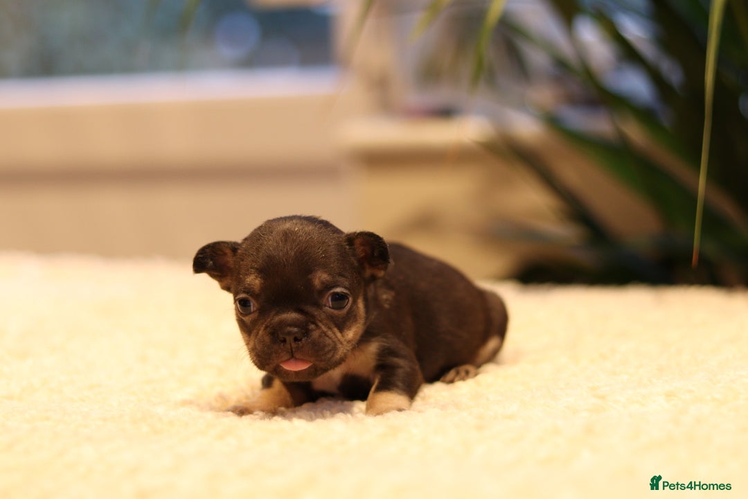 French Bulldog dogs for sale: Beautiful healthy full breed Frenchbulldog puppies - Image 3