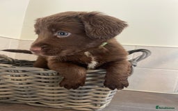 Cocker Spaniel dogs for sale: Cocker spaniel puppy’s  - Image 2