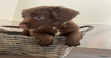 Cocker Spaniel dogs - Advert 13