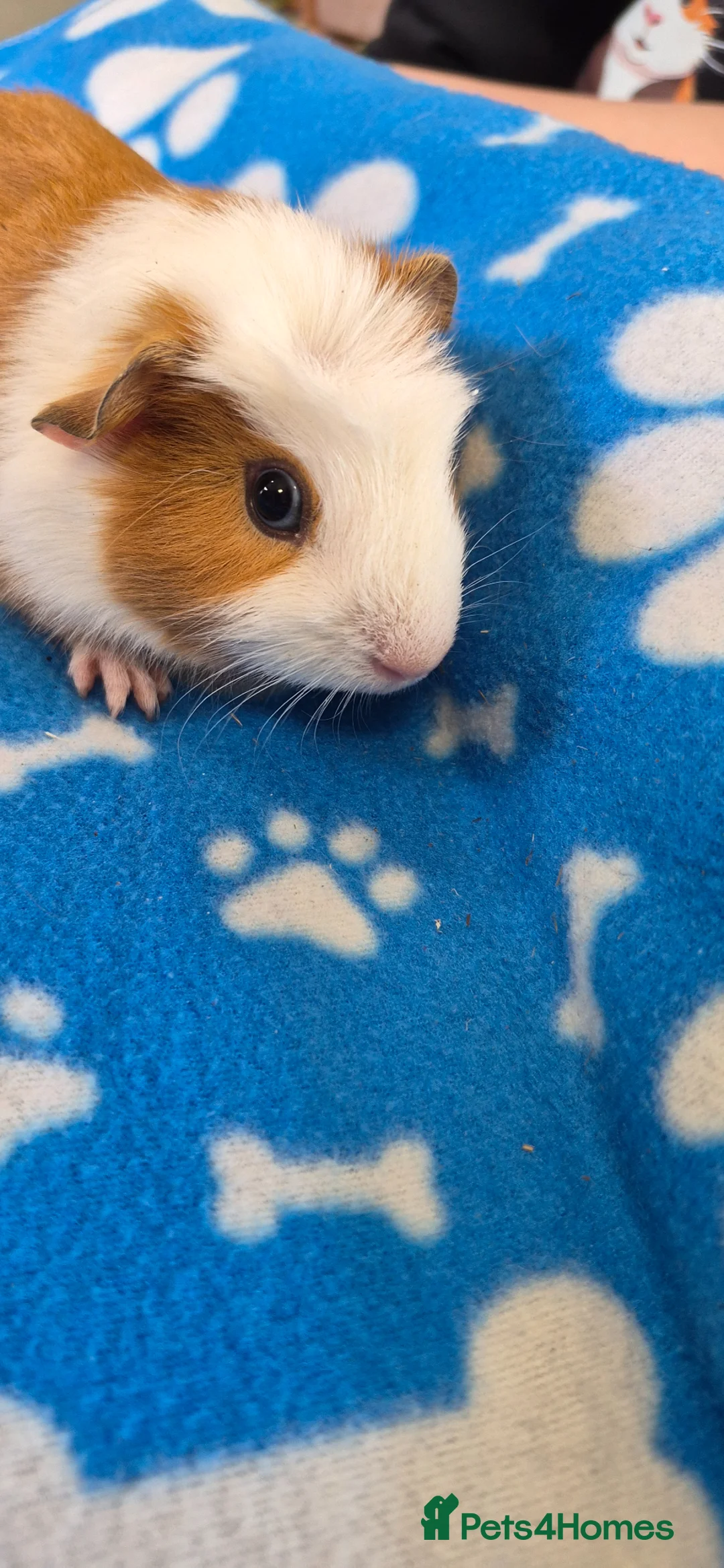 Guinea Pig rodents for sale: 3 Beautiful male Guinea Pigs - Advert 2