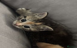 Mixed Breed cats for sale: 2 male ginger 2 female tabby  - Image 2