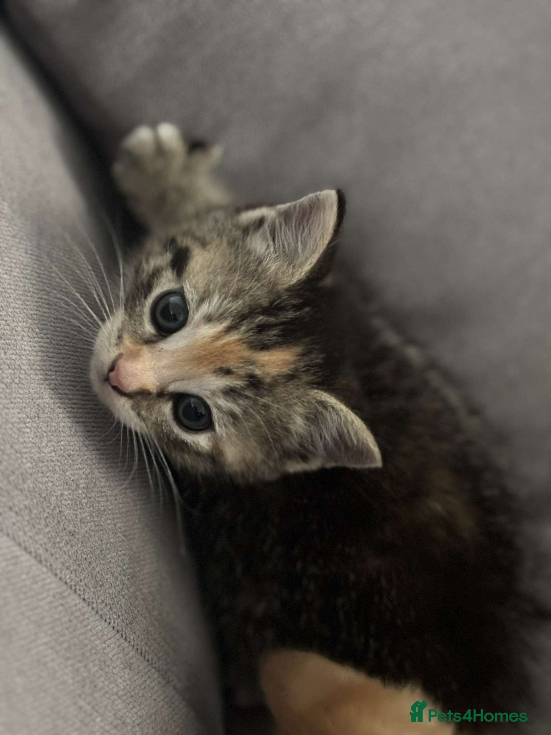 Mixed Breed cats for sale: 2 male ginger 2 female tabby  - Image 2