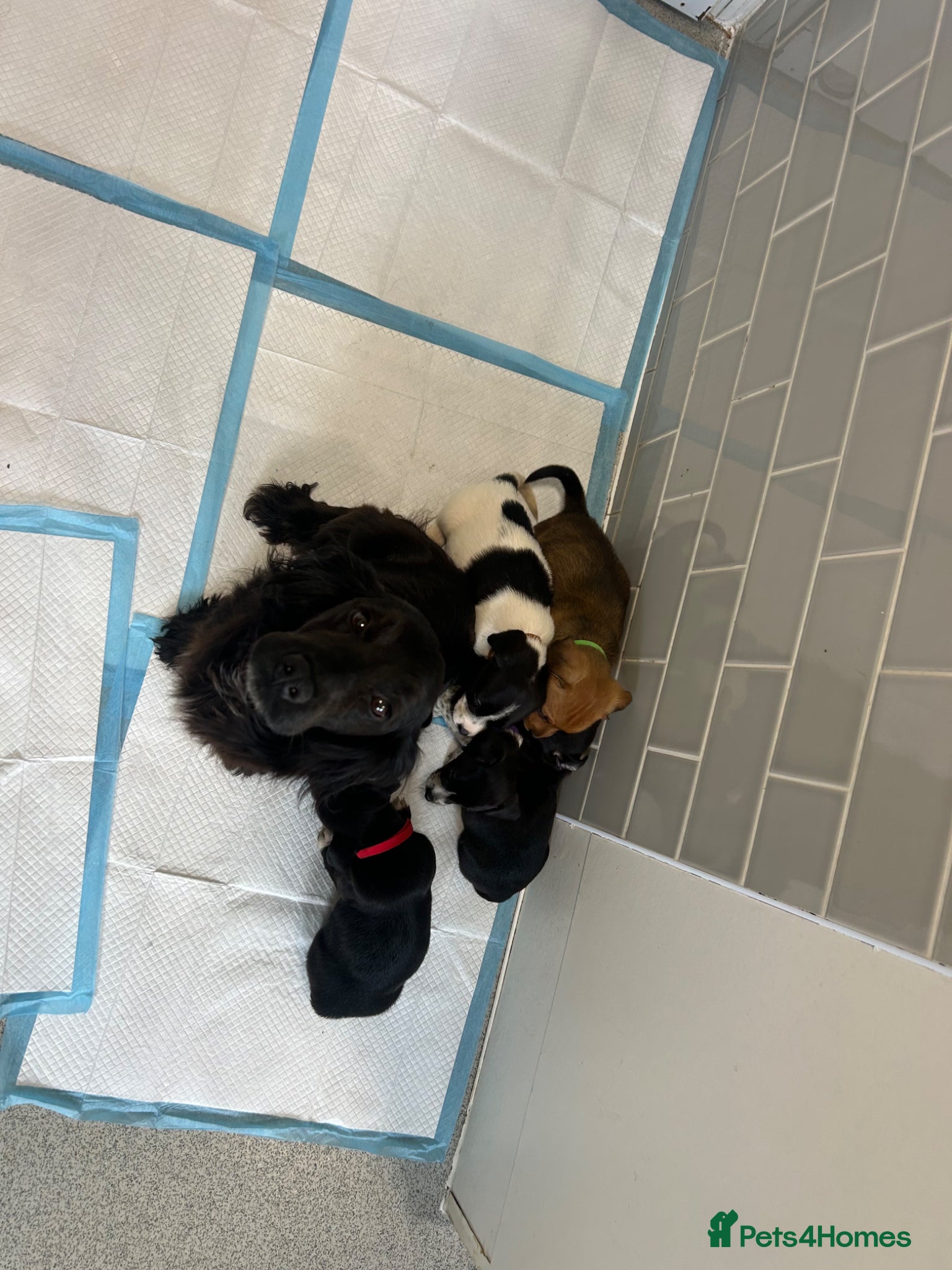 Mixed Breed dogs Beautiful Cockerjack puppies for sale  - Advert 2