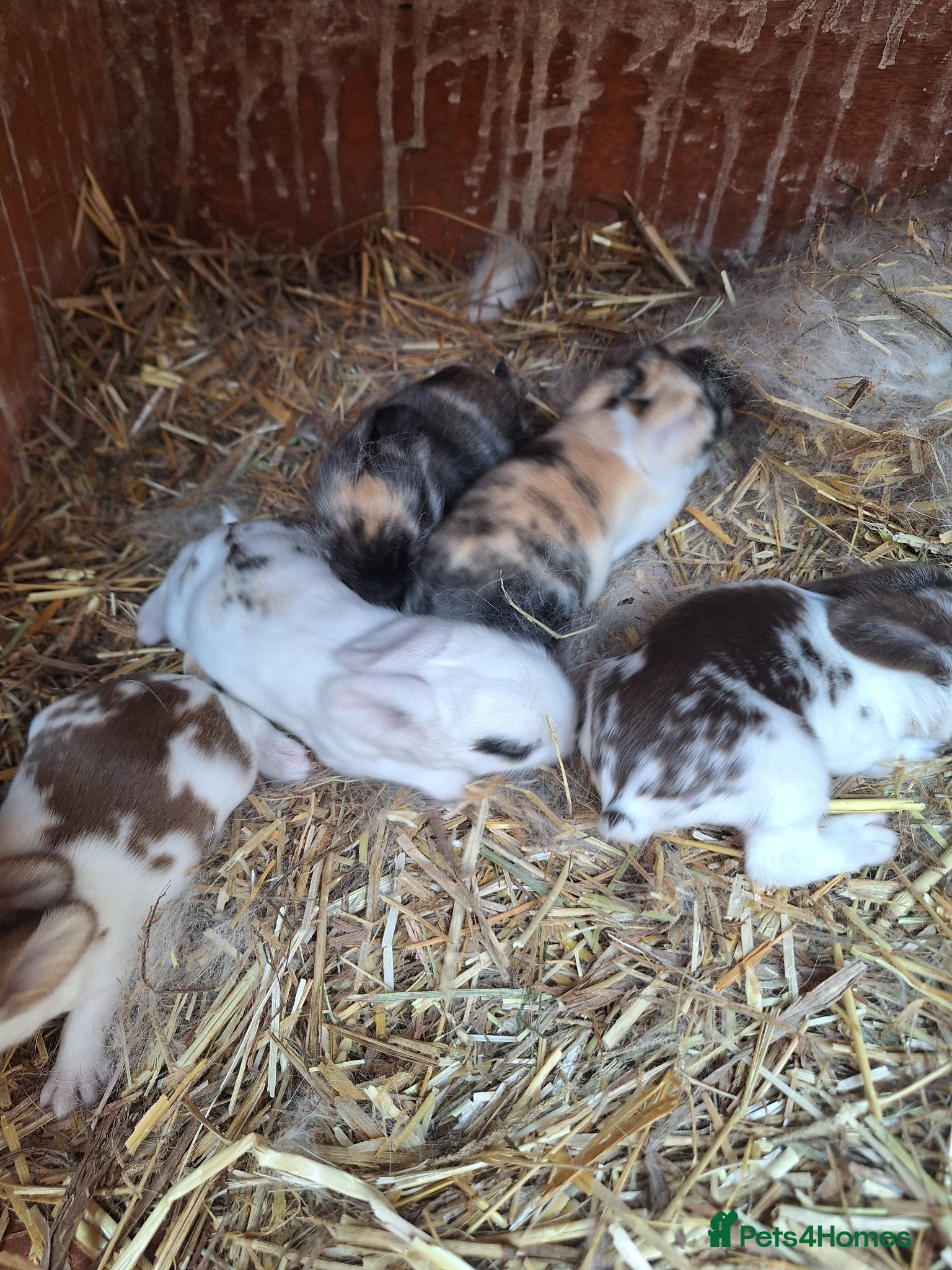 Mixed Breed rabbits  **  bunnies - Advert 2