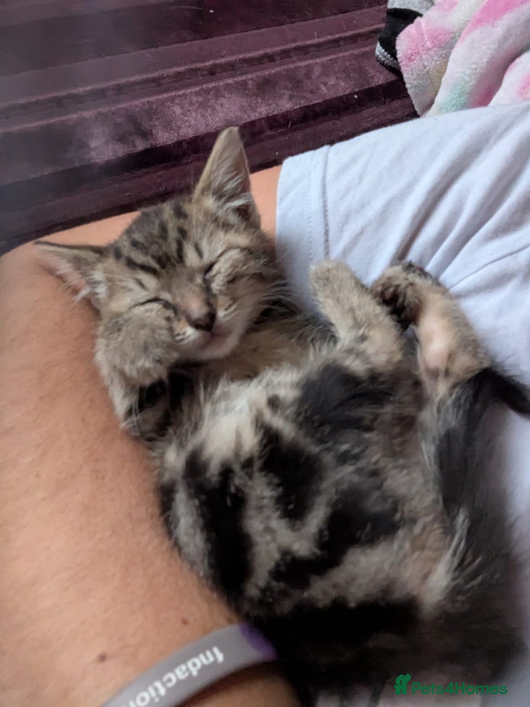 Khao Manee cats for sale: Mixed price Khao Manee kittens  - Image 12