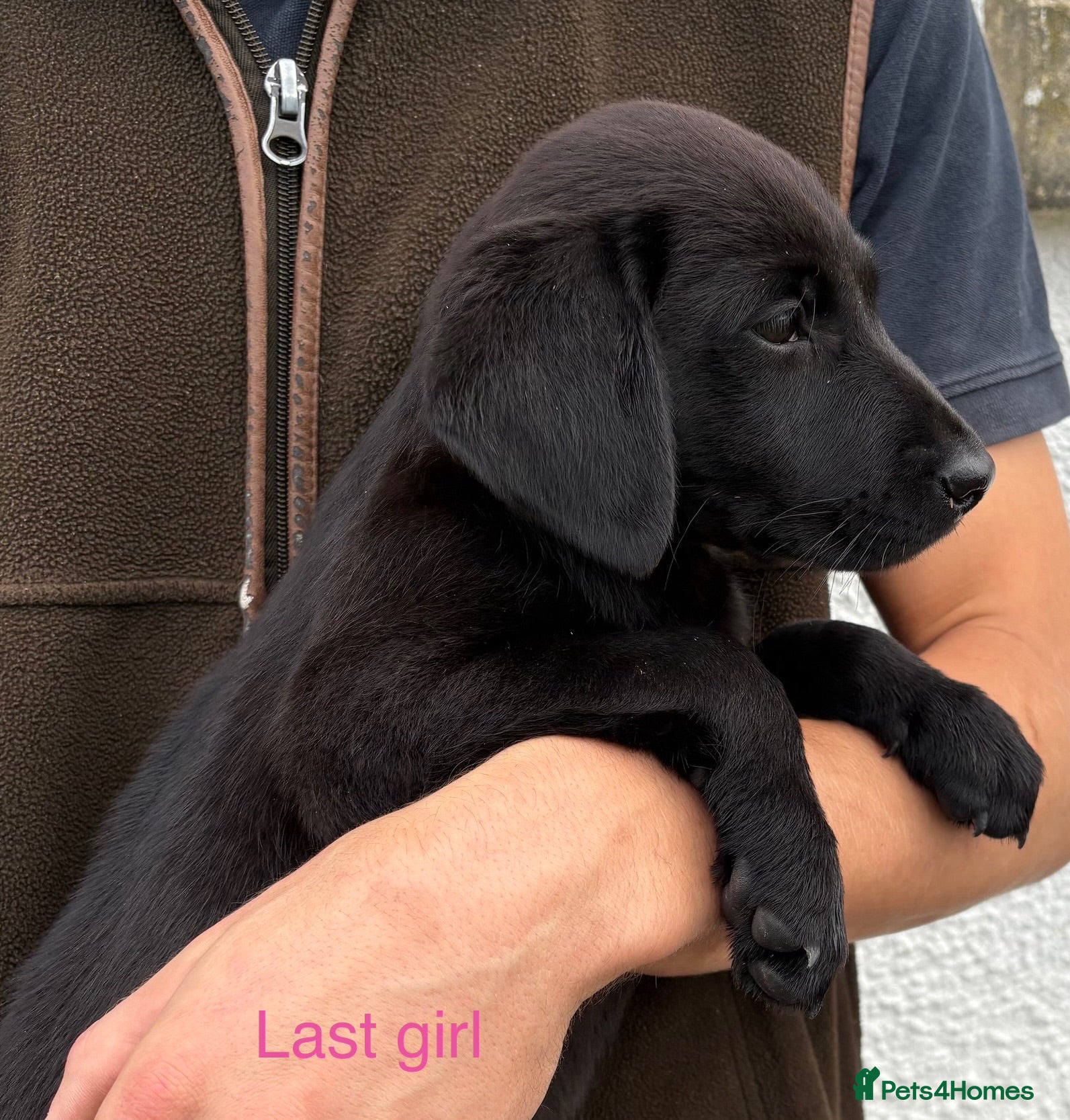 Labrador Retriever dogs Labrador puppies ready to go  - Advert 2