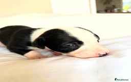 Whippet dogs for sale: Whippet/bedlington + whippet/collie - Image 7