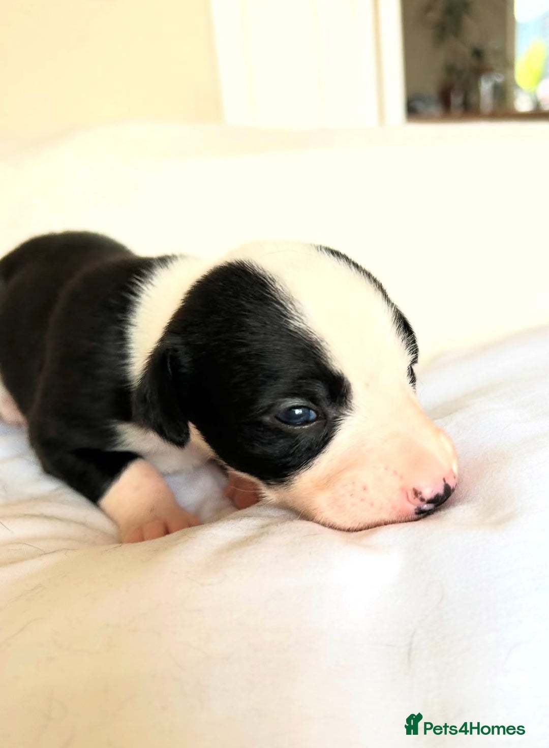 Whippet dogs for sale: Whippet/bedlington + whippet/collie - Image 7