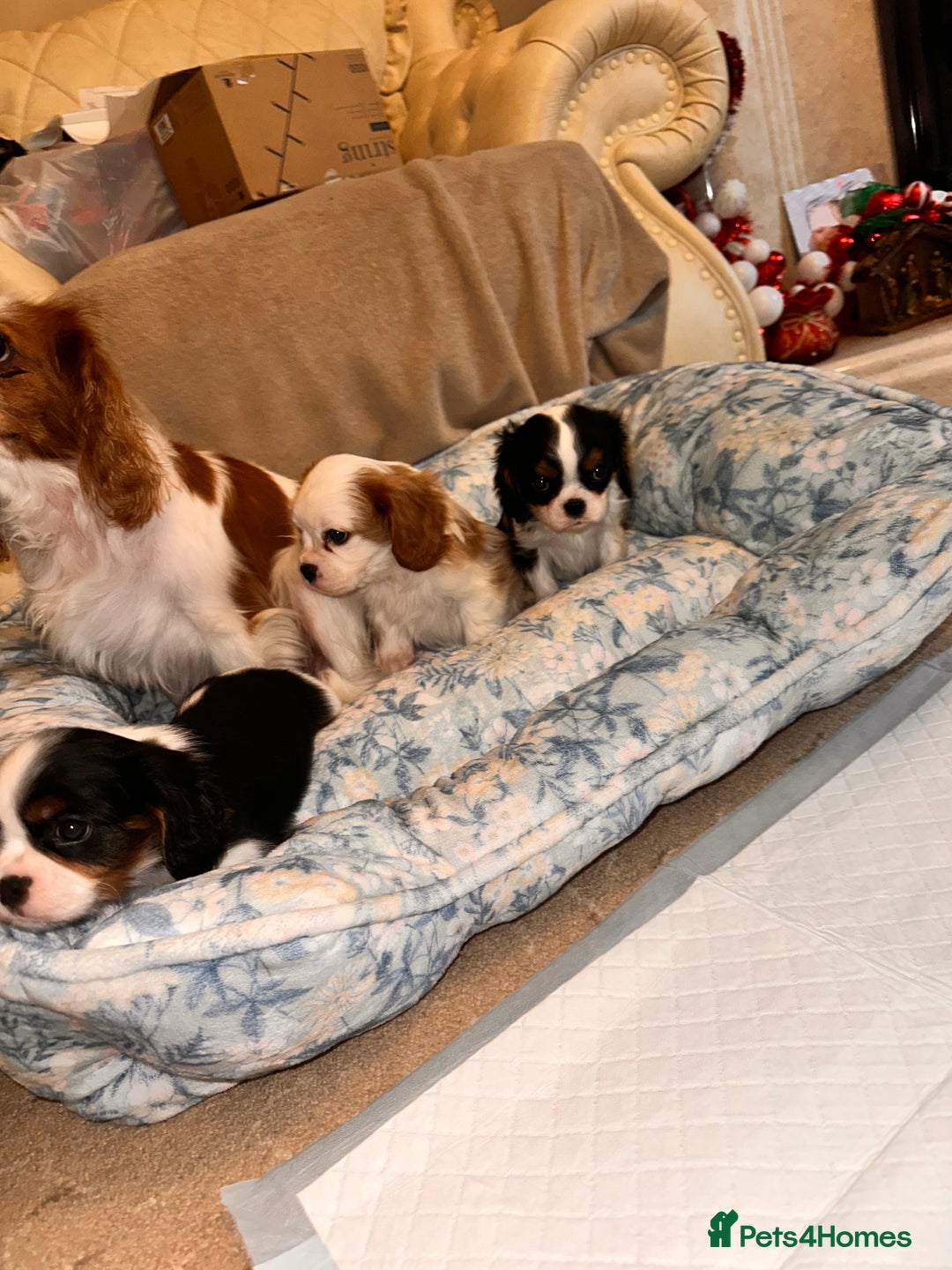 Cavalier King Charles Spaniel dogs for sale: Cavalier King Charles puppy’s  - Advert 28