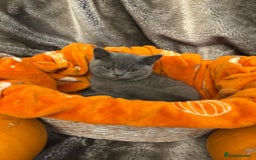 British Shorthair cats for sale: Beautiful British shorthair kittens for sale - Image 6