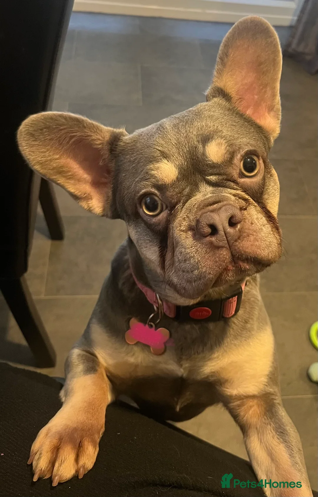 French Bulldog dogs for sale: Beautiful girl  - Advert 5