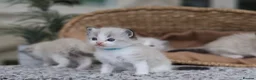 Ragdoll cats for sale: Tica Registered 💎 Ragdoll Kittens - Advert 7